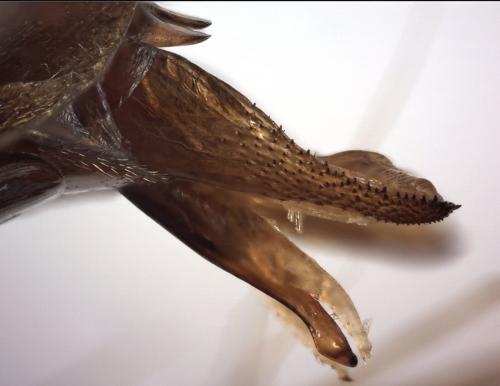Eretes griseus